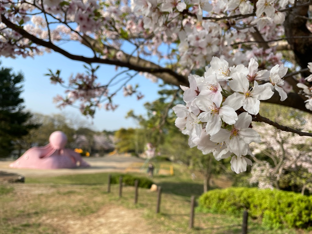 服部緑地で花見をしました もっとクロスカブ